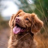 Photo of owners dog lying on sand