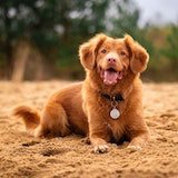 Photo of owners dog holding a branch in it's mouth