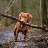 Photo of owners dog's face